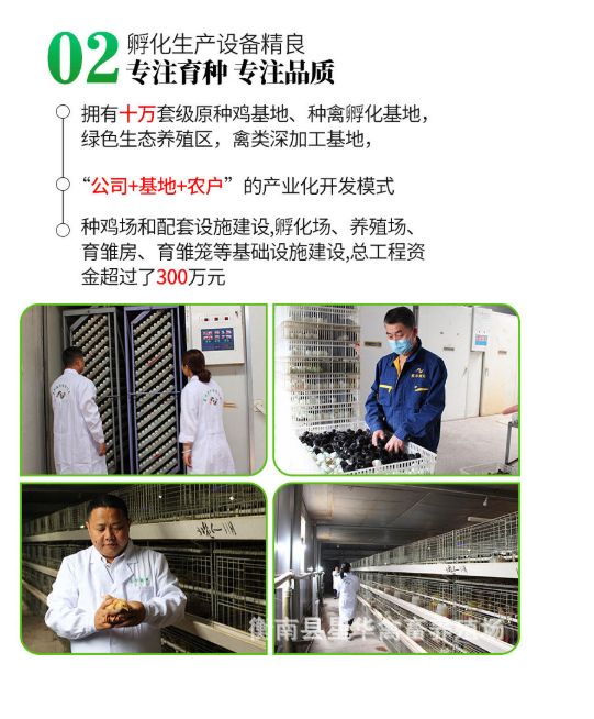 鸡苗批发  珍珠鸡苗批发