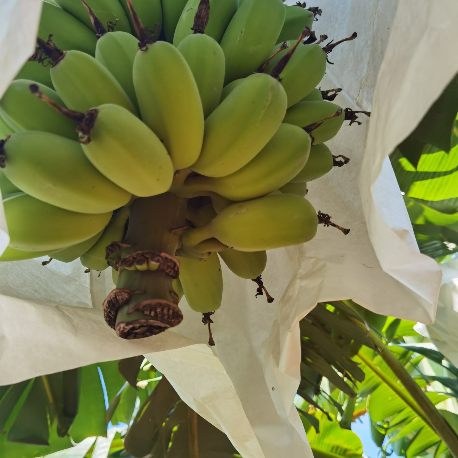  香蕉，苹果焦，粉焦，巴西，南天皇