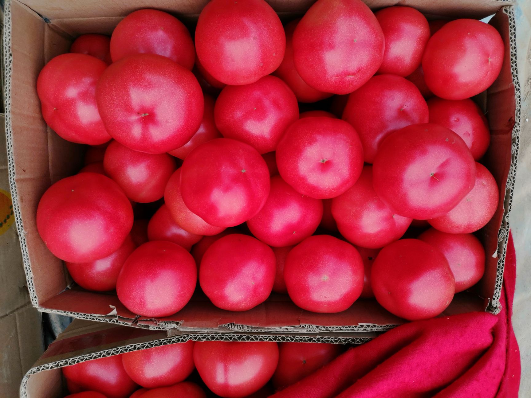 西红柿 品种：冬冠；总计25个大棚；沙瓤，口感香甜无酸味！