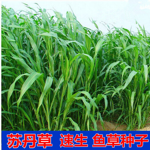 沭阳县苏丹草种子养殖多年再生草种子四季高丹草喂鱼草种籽