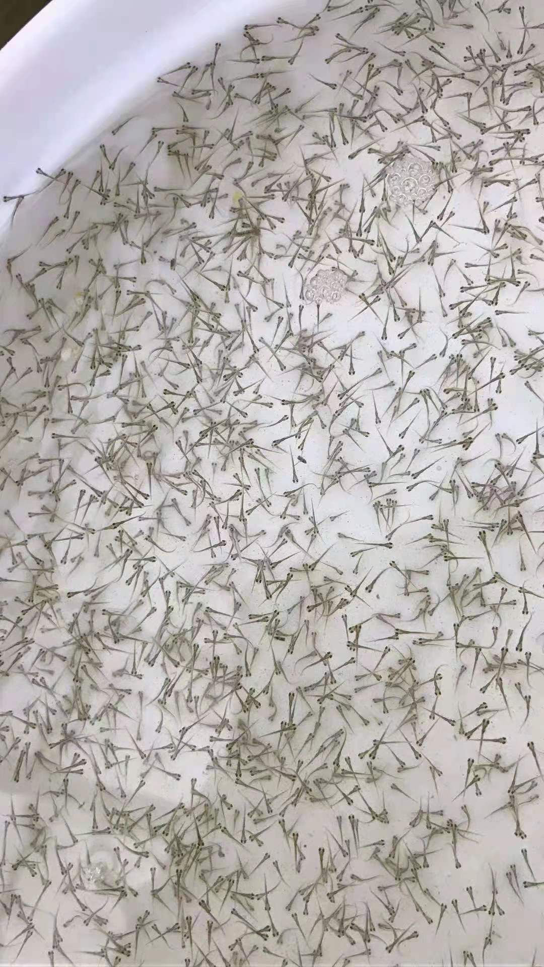 优质草鱼水花（花鲢，鲫鱼，鲮鱼，白鲢，黑鱼各种水花）