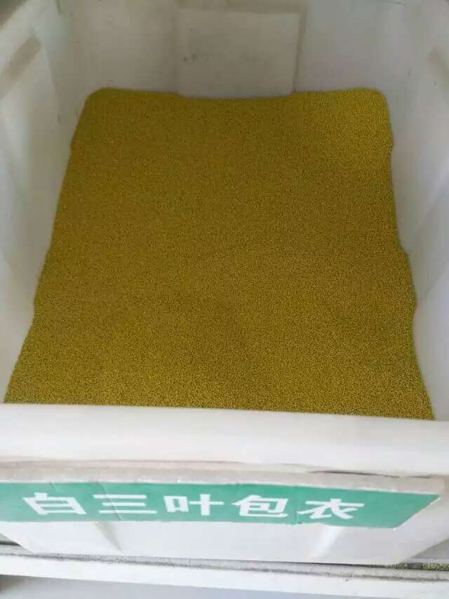 白三叶  三叶草种子 ，种子，红三叶种子