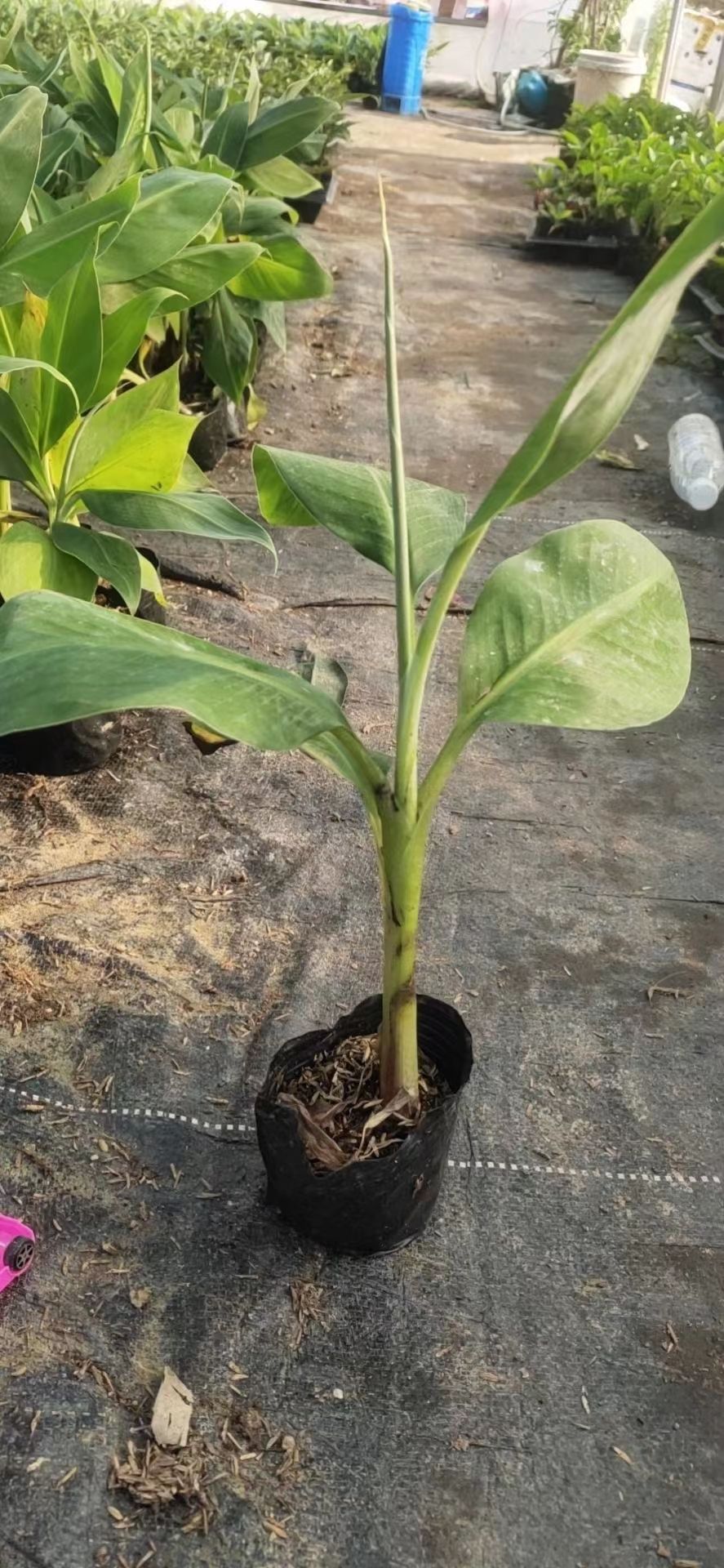 威廉斯香蕉苗 带土包邮果树苗 威廉斯B6香蕉苗粉蕉苗 红香蕉 西贡蕉皇帝蕉