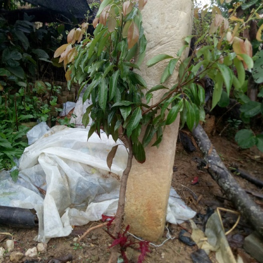 灵山县无核荔枝苗  无核荔枝大苗。两公分多的保湿，保活。保正品