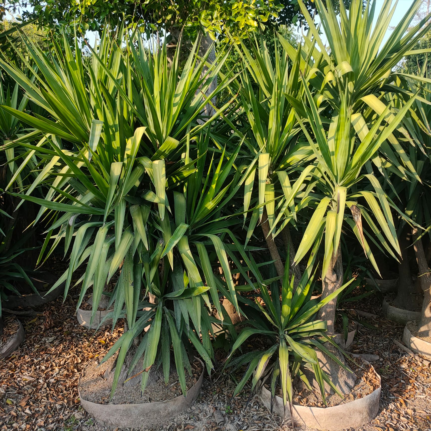 羊角铁树  荷兰铁，多头荷兰铁