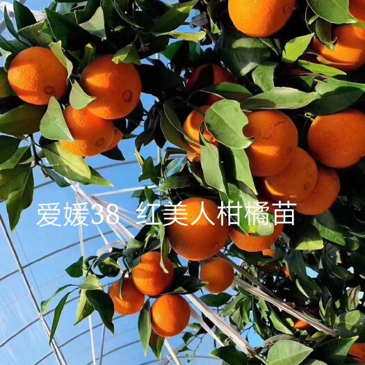 重庆市爱媛38号柑橘苗 早熟品种红美人假植苗 带土球发货 成活高