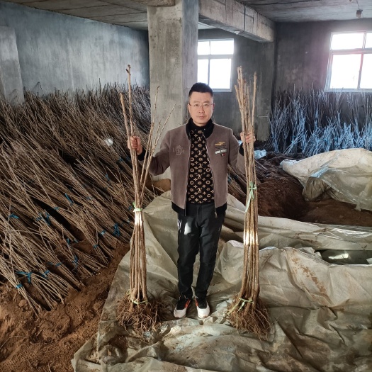 瓦房店市俄罗斯8号樱桃苗 沙王，俄8，一线红，美国红，红樱王，佳红，金顶红，美早，