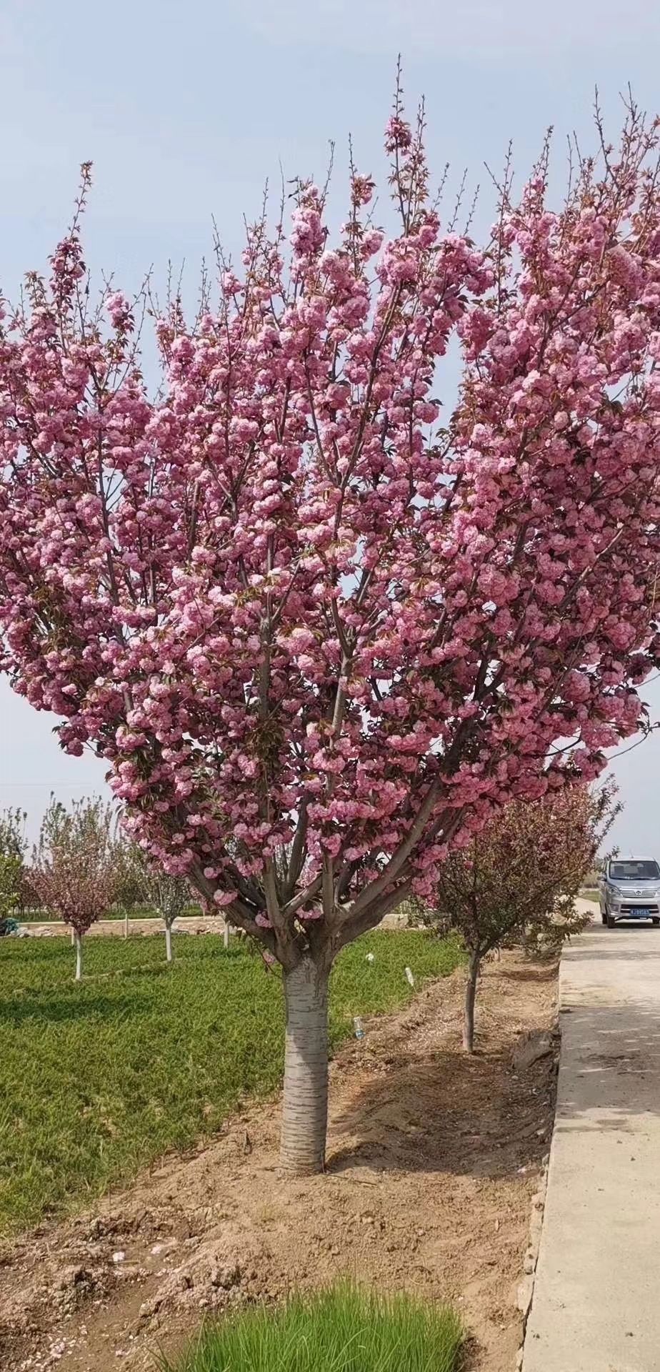 樱花树苗多少钱一棵图片