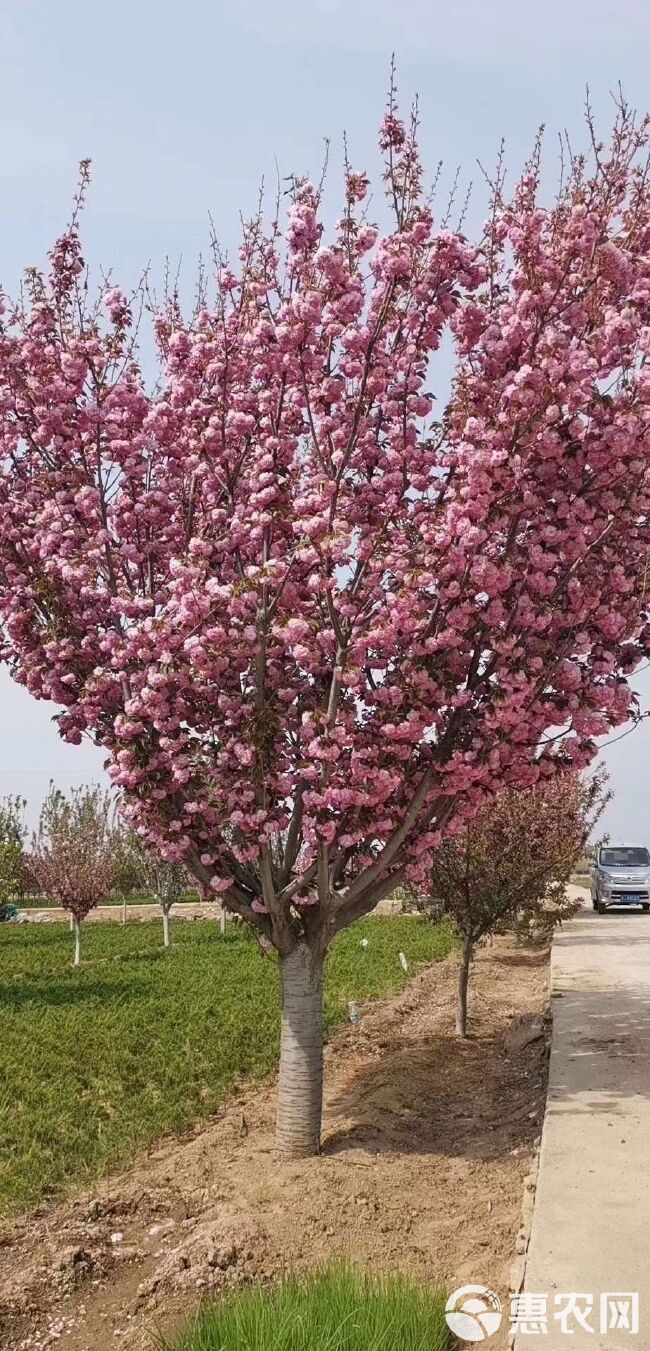 晚樱 8公分樱花树苗，10公分樱花树多少钱一棵