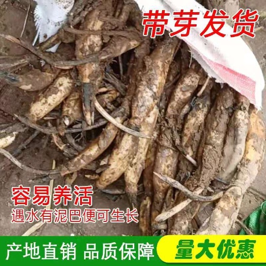 湘潭县太空莲36号藕种  莲藕种苗湘莲食用莲藕经济效莲子观赏
