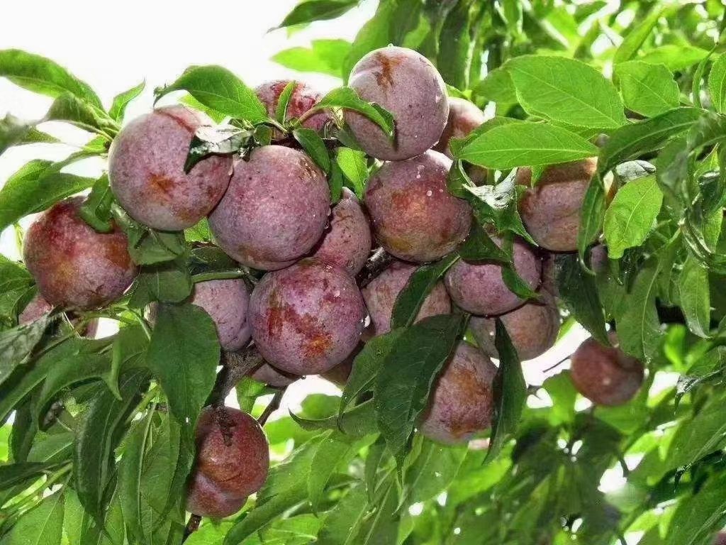 银妃三华李苗 正宗银妃三华李子树苗  钱排三华李苗嫁接树苗信宜红心李子苗