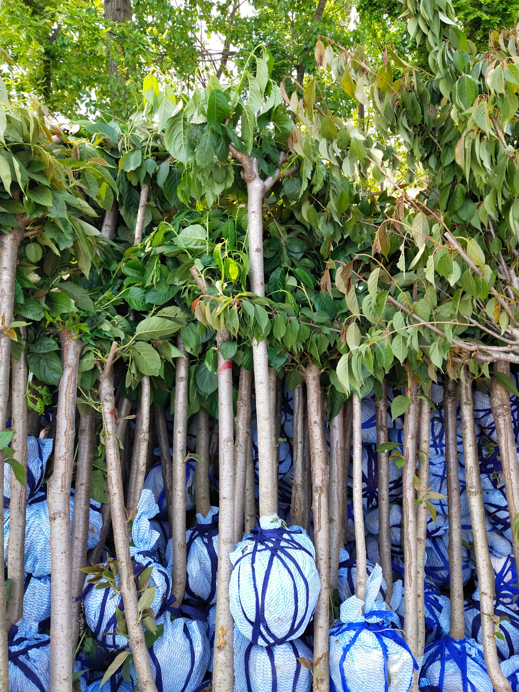 日本晚樱 8公分樱花树苗，10公分樱花树多少钱一棵