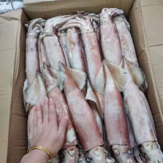 北海枪乌贼 