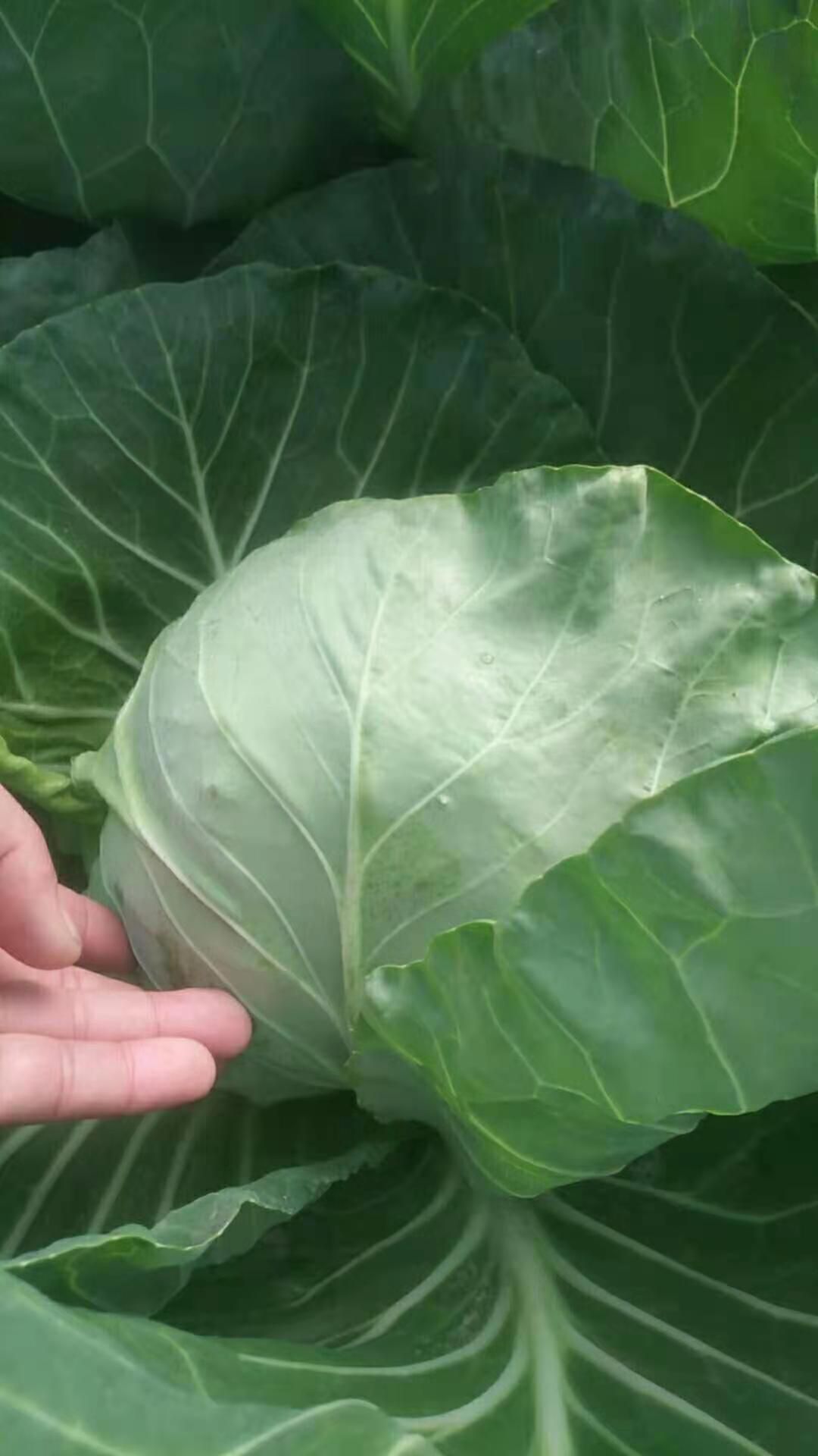 中甘系列 大棚新甘蓝大量上市欢迎采购