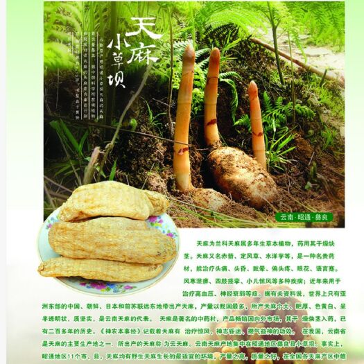 彝良县红天麻  正宗世界天麻原产地云南昭通彝良小草坝天麻