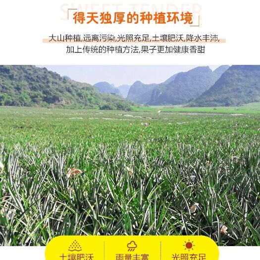 苍南县香水菠萝  云南菠萝，装整箱新鲜水果当季现摘香水小菠萝手撕迷你凤梨