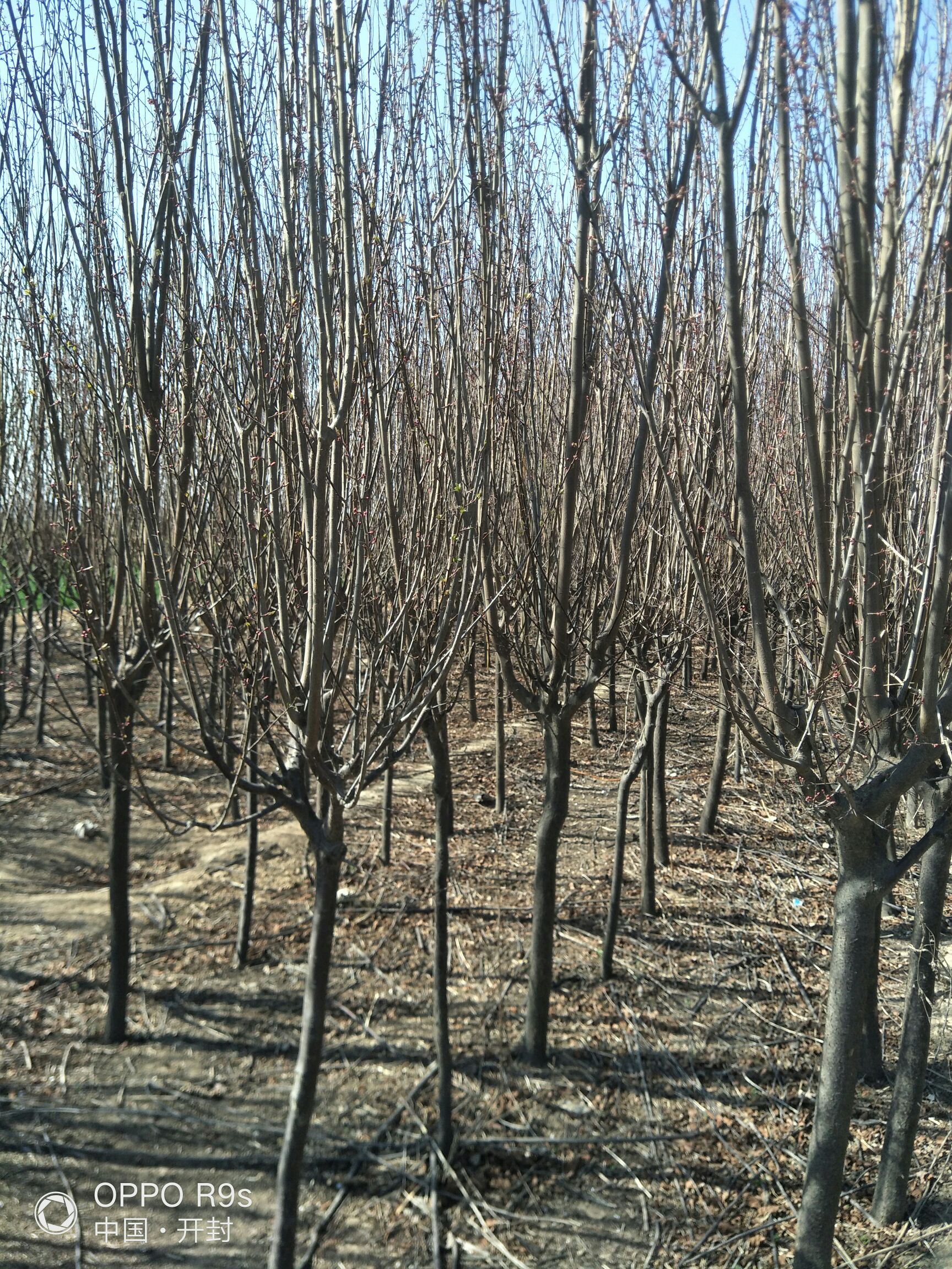  出售楸树，自己种植的，七八万棵规格不一，还有七八千棵紫叶李