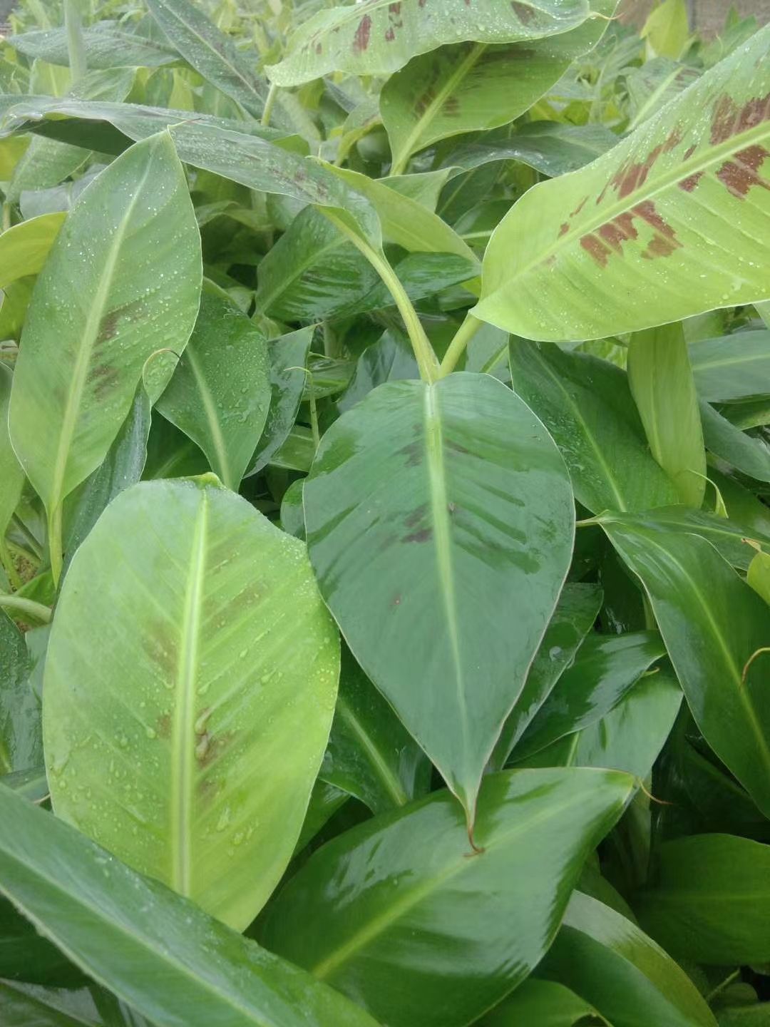 威廉斯香蕉苗 带土包邮果树苗 威廉斯B6香蕉苗粉蕉苗 红香蕉 西贡蕉皇帝蕉