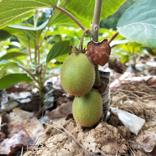 苍溪县苍溪红心猕猴桃苗  0.6公分以上四川红阳红心猕猴桃嫁接苗