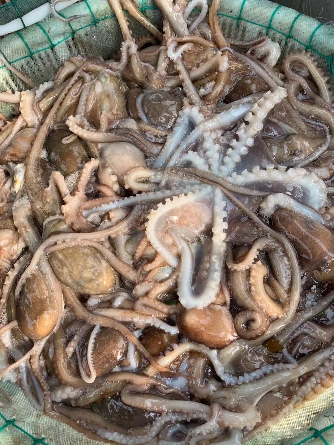 长腿八爪鱼鲜活发货章鱼