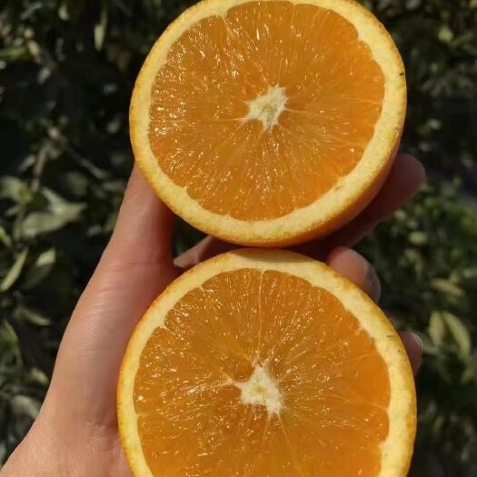 宜都市伦晚脐橙  早熟伦晚，中华红，有好货！
