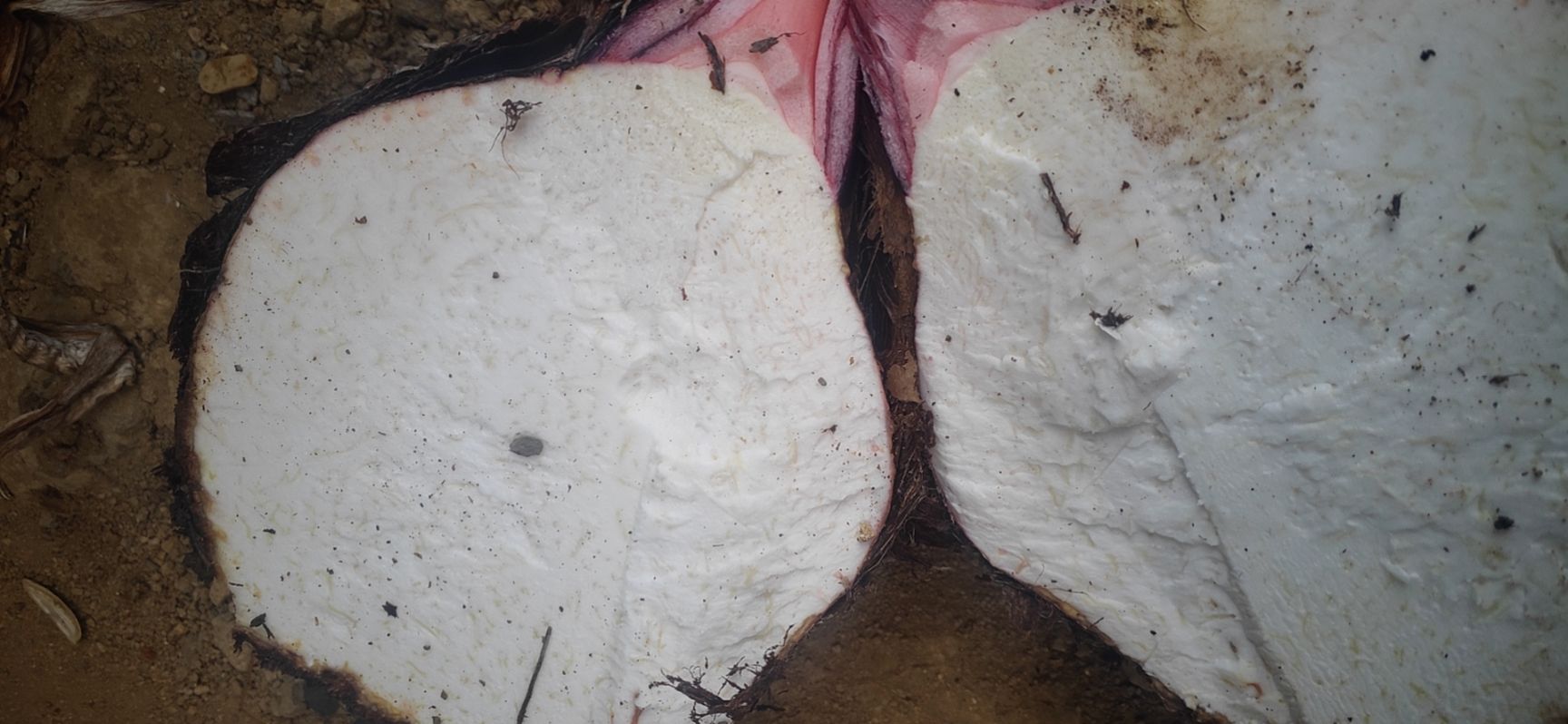 云南香芋奉化芋，芋子，种子基地直发，量大从优