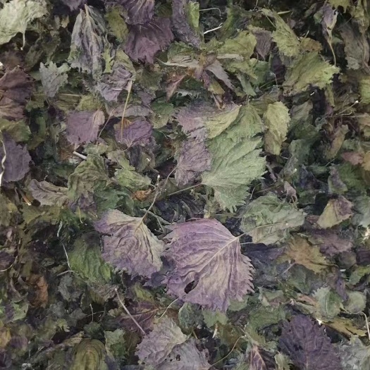 紫苏叶  紫苏干  紫苏  中药材紫苏     规格齐全