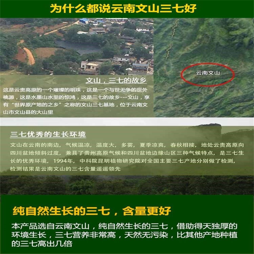 【三七种植农户发货】云南文山春三七,文山田七20头30头60
