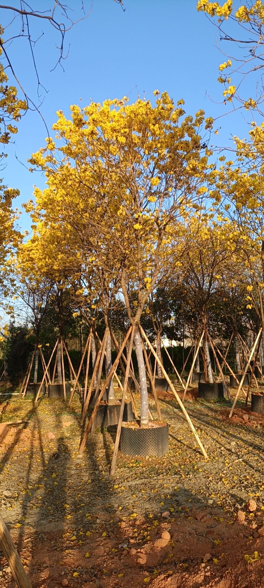 普宁市供应多花黄花风铃木全冠14-15分