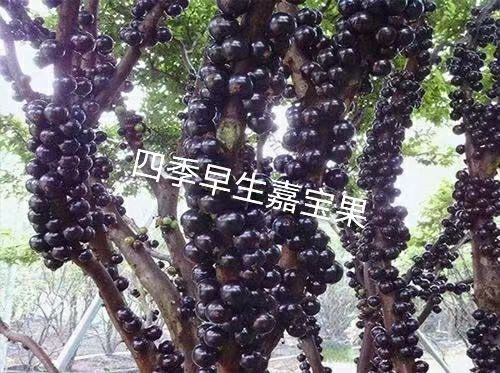 嘉宝果苗  果又叫树葡萄，果树的姿势特别优雅，一整年都是枝繁叶茂果肉清甜