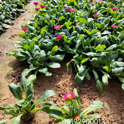 莒南县雏菊 