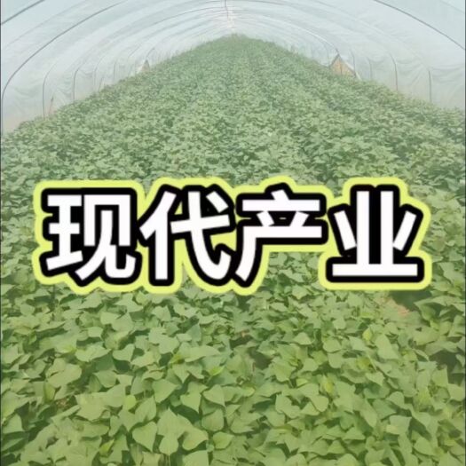 汶上县龙薯9号红薯苗 地瓜苗