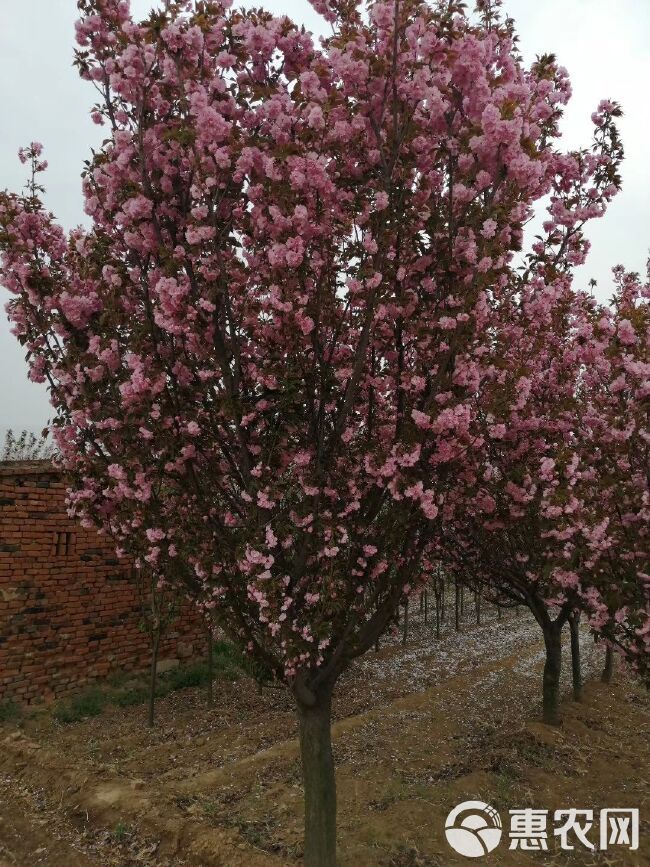 晚樱 8公分樱花树苗，10公分樱花树多少钱一棵