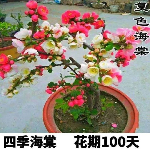 四季海棠  海棠花盆栽四季开花树苗重瓣阳台盆栽花卉老桩室内盆
