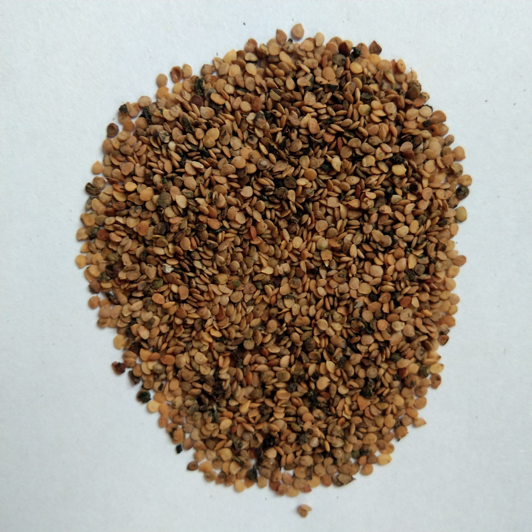 新产野葡萄种子 龙葵籽 黑呦呦论斤卖 一年生 小时候的回忆