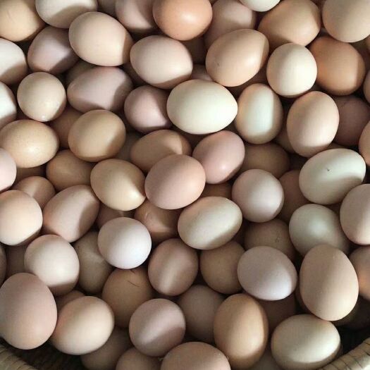大量批发初生蛋土鸡蛋草鸡蛋笨鸡蛋粉壳蛋新鲜小蛋