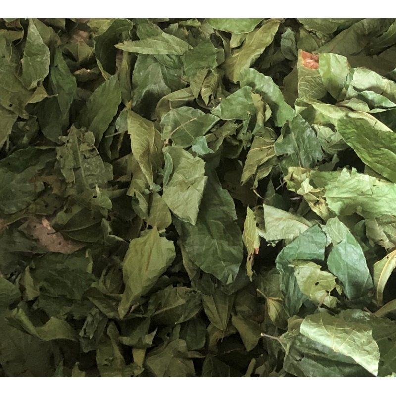 布渣叶  破布叶  烂布叶 薢宝叶 布楂叶中草药布渣树叶