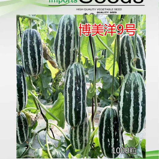 博美洋甜瓜种子 冰糖籽甜瓜博美洋9号香瓜种子酥脆口感抗病
