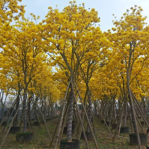 多花黄花风铃木15公分
