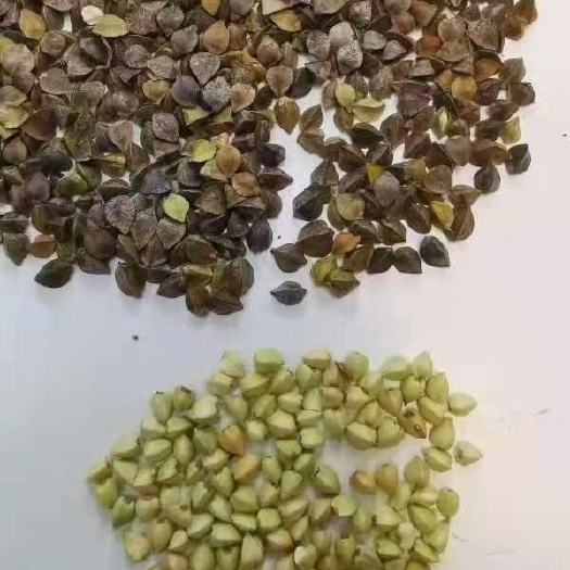 满洲里市 俄罗斯荞麦