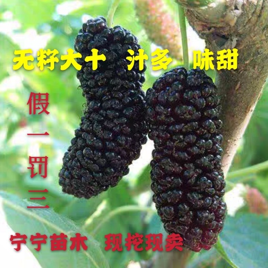 海宁市无籽大十果桑苗  口感甜产量高 产摘园精选品种 嫁接苗