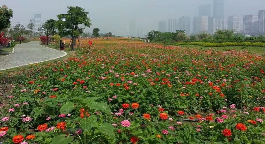 花卉种子百日草种子，波斯菊种子，薰衣草种子