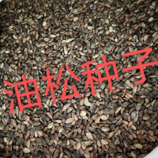 定兴县油松种子产地直销质量有保障。