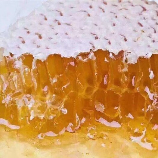 孝昌县荆条蜜  中华土蜂蜜