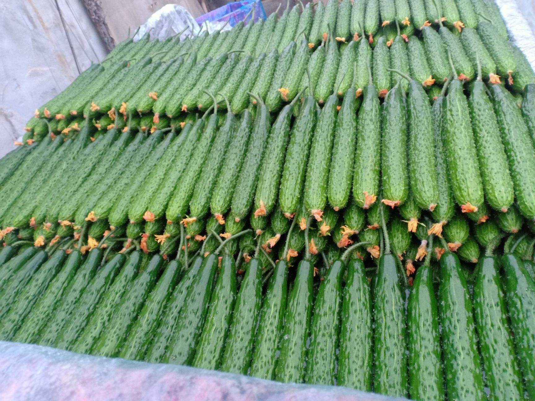 刺黄瓜 精品亮条黄瓜大量上市中欢迎有需要的老板前来采购。