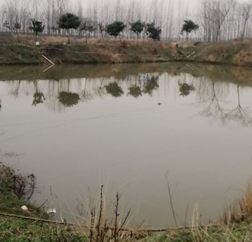 红鲤鱼 精品锦鲤，品种齐全