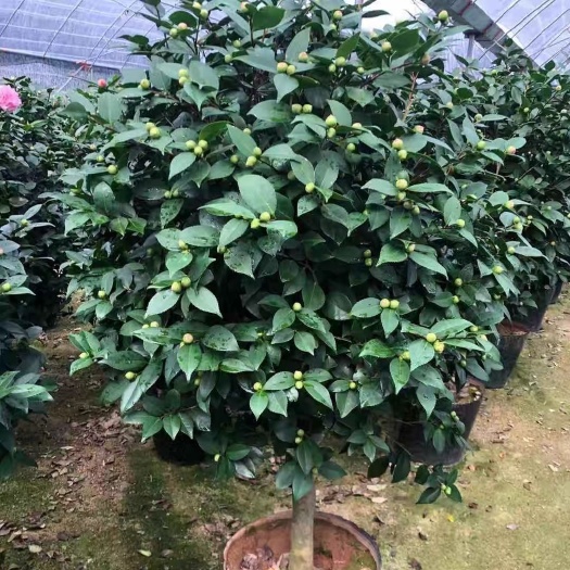 漳平市烈香  香妃茶花 各种规格基地大量现货 一手货源价格 常年货源充足