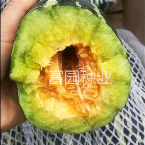 博美洋甜瓜种子 冰糖籽甜瓜博美洋9号香瓜种子酥脆口感抗病