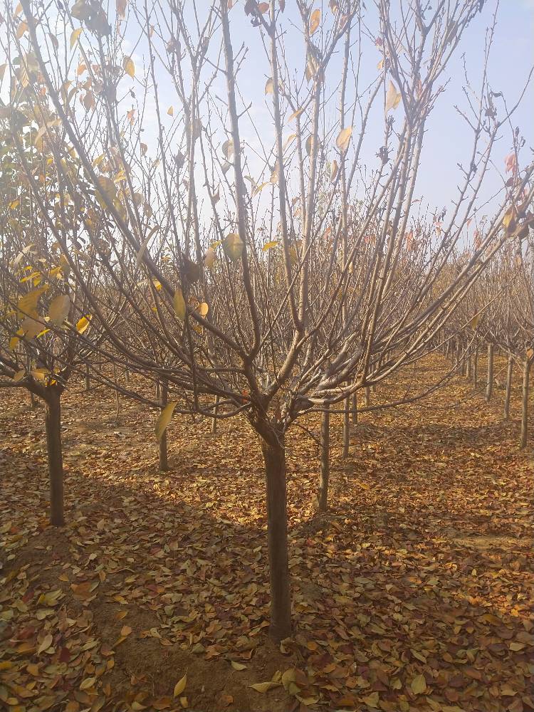 日本晚樱 8公分樱花树苗，10公分樱花树多少钱一棵