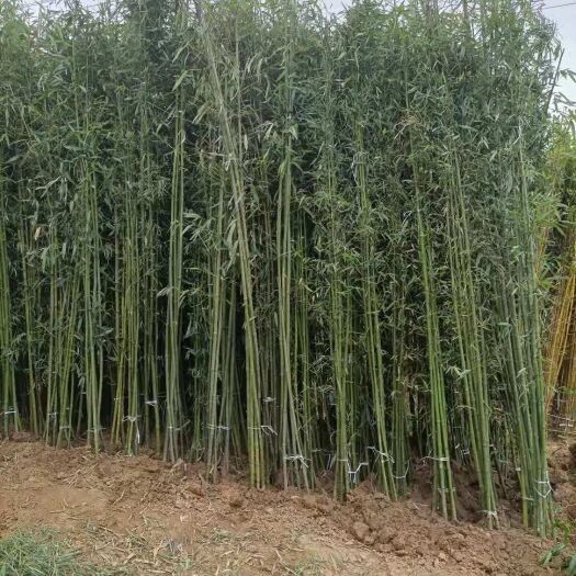 沭阳县刚竹抗性强，可以用来做钓鱼竿、手杖等工艺品及箫、笛、胡琴